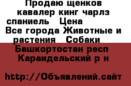 Продаю щенков кавалер кинг чарлз спаниель › Цена ­ 40 000 - Все города Животные и растения » Собаки   . Башкортостан респ.,Караидельский р-н